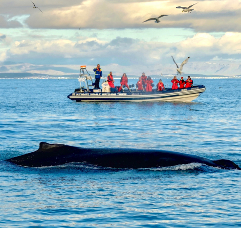 Reykjavik Premium Whale Watching